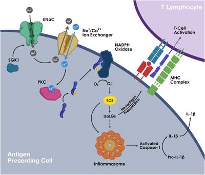 Inflammation and oxidative stress in salt sensitive hypertension; The role of the NLRP3 inflammasome